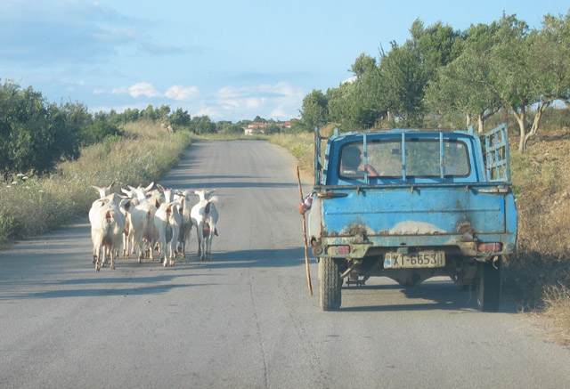 car_goats.jpg