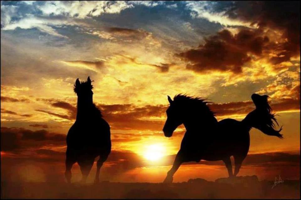 Horses in the sunset