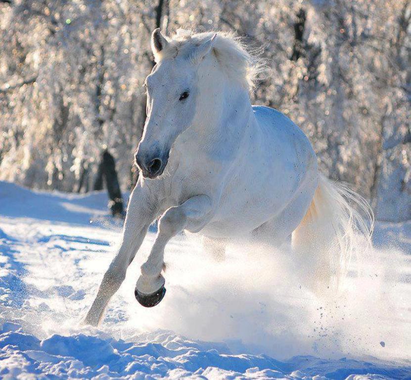 White horse in the snow