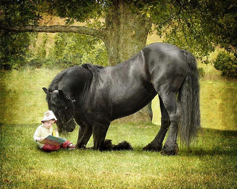 Black horse on its knees