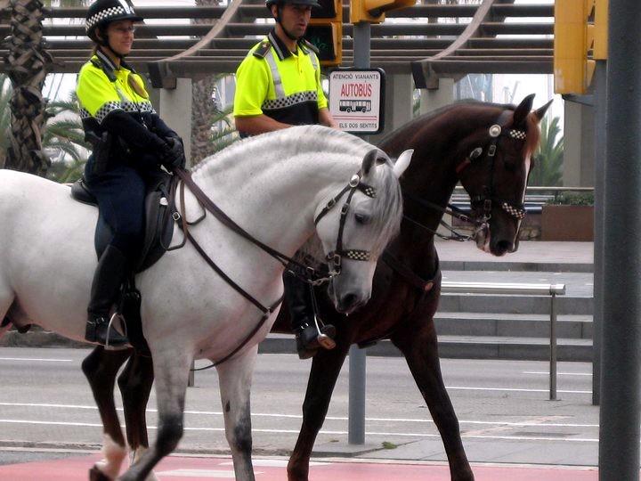 Two Police Horses in Barcelona